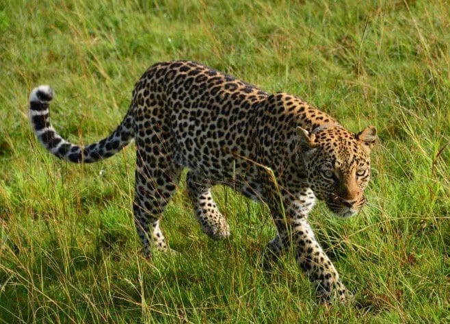 Leopard in Murchison Falls National Park Uganda